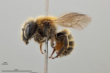 Media type: image;   Entomology 792447 Aspect: habitus lateral view